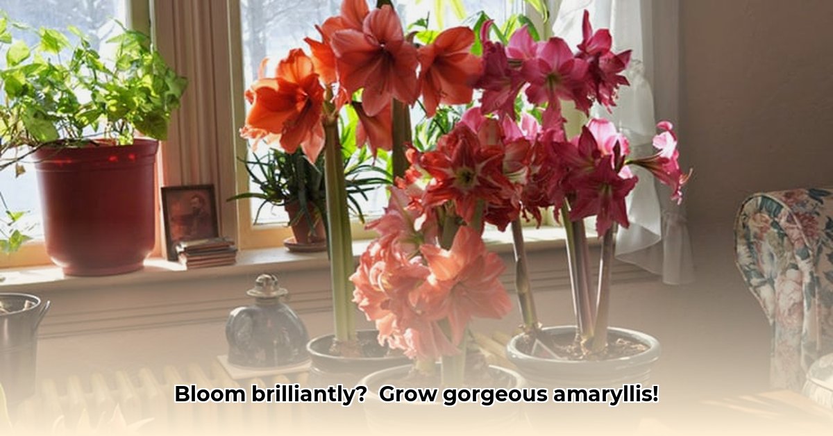 tractor-supply-amaryllis-bulbs